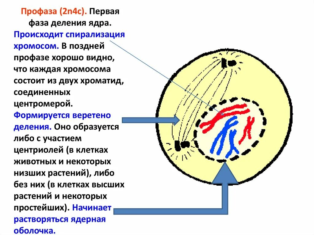 Спирализация хромосом происходит в ответ. Профаза 2. Мейоз Веретено деления рисунок профаза 2. Профаза митоза ядрышко. Профаза спирализация хромосом.