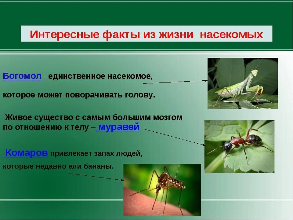 Разнообразие насекомых. Интересные факты о насекомых. Презентация на тему насекомые. Удивительные факты о насекомых.