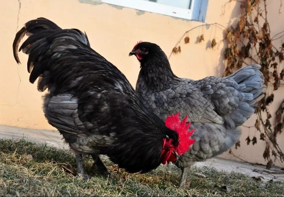 Джерсийский гигант голубой. Джерсийский гигант куры. Куры породы Джерсийский гигант. Петух Джерсийский гигант.