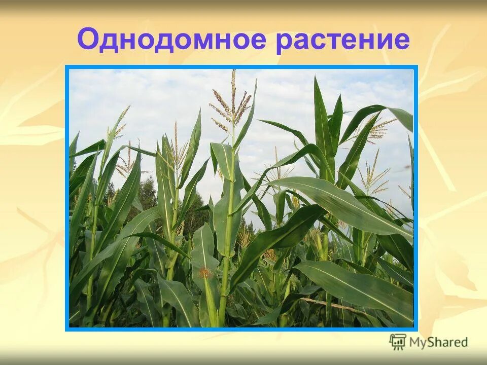 кукуруза двудомное растение. раздельнополые цветки кукурузы. кукуруза двудомное растение. однодомные и двудомные растения кукуруза. однодомные и двудомные растения.