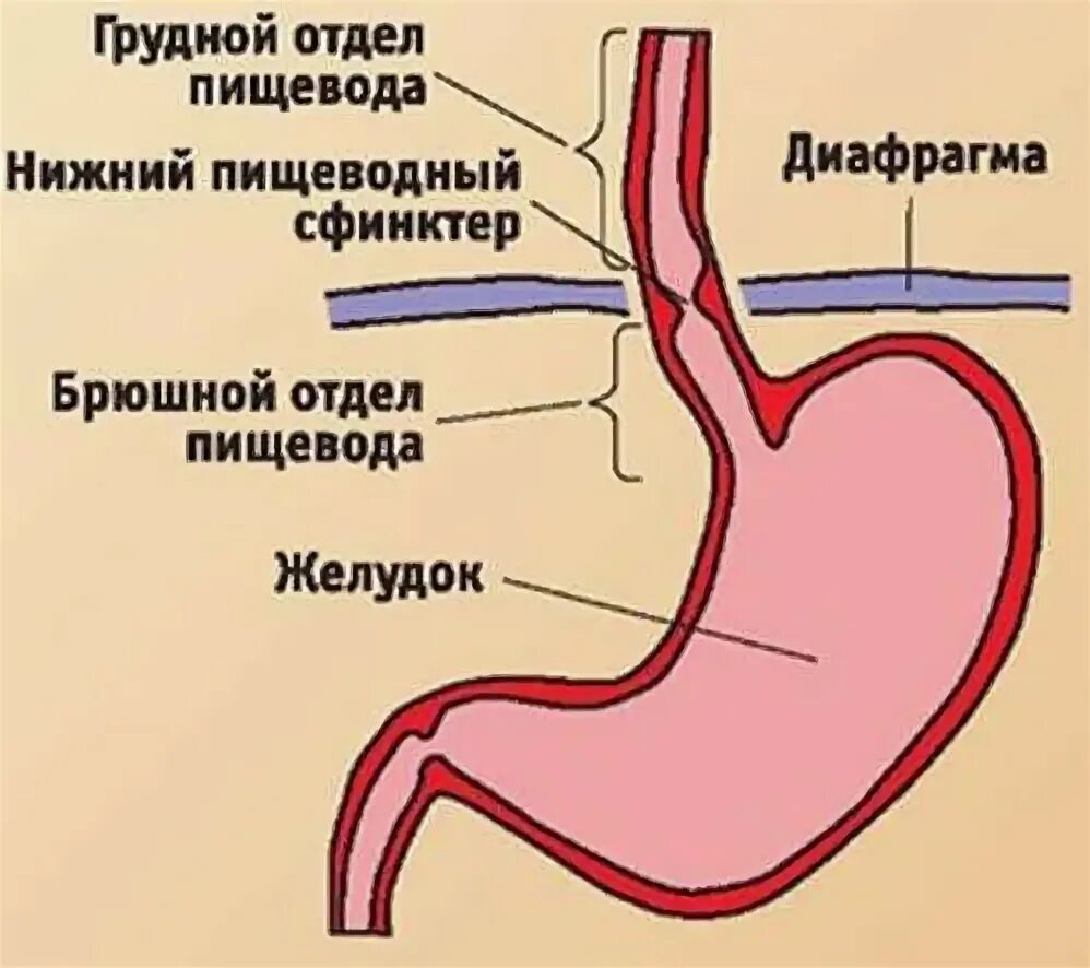 Схема пищевода