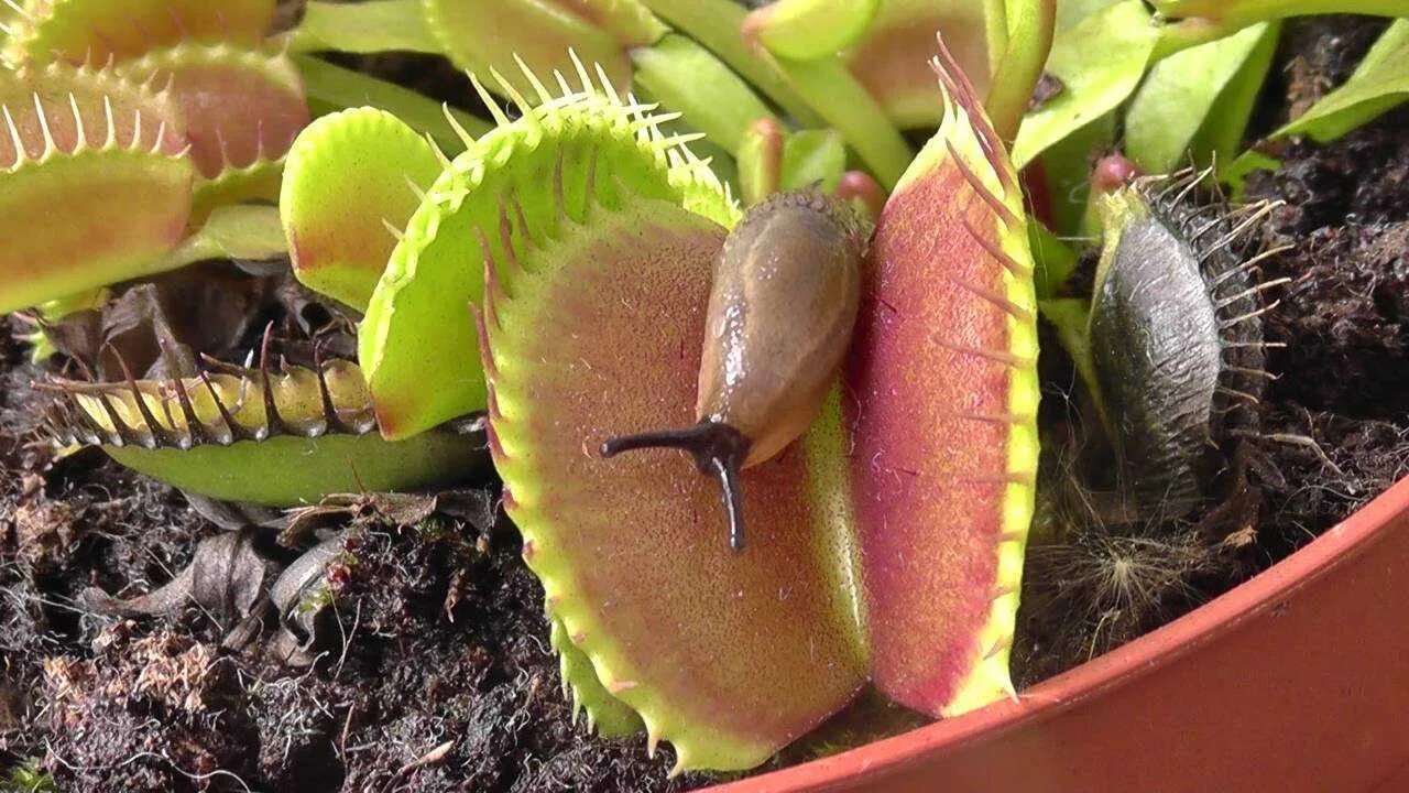 Дионея мухоловка. Венерина Дионея. Венерина мухоловка Dionaea. Венерина мухоловка Хищные растения.