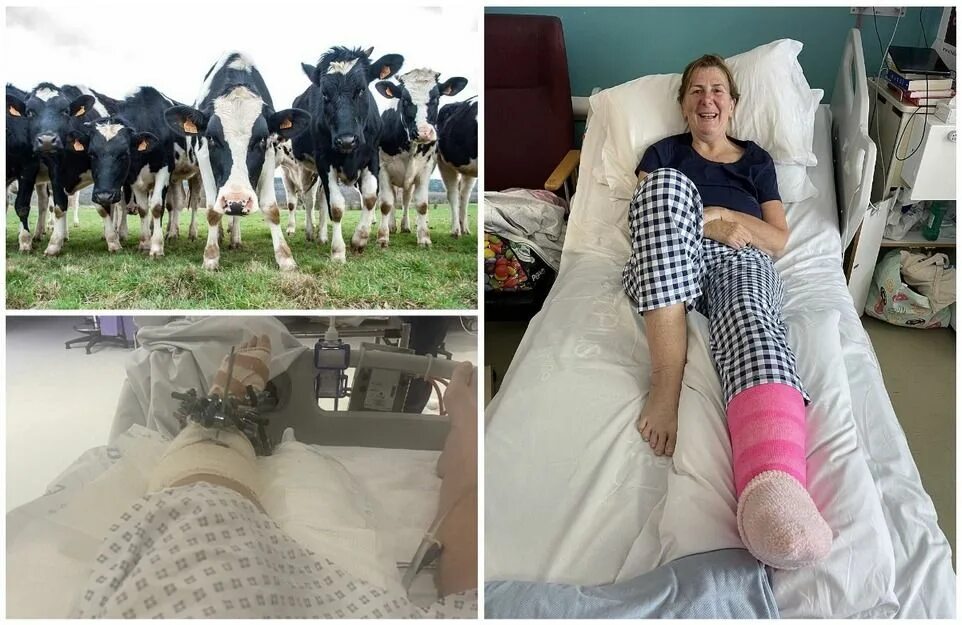 Коровы в деревне. Корова бежит. Корова напала на ребенка. Корова напала на полицейского. Корова.