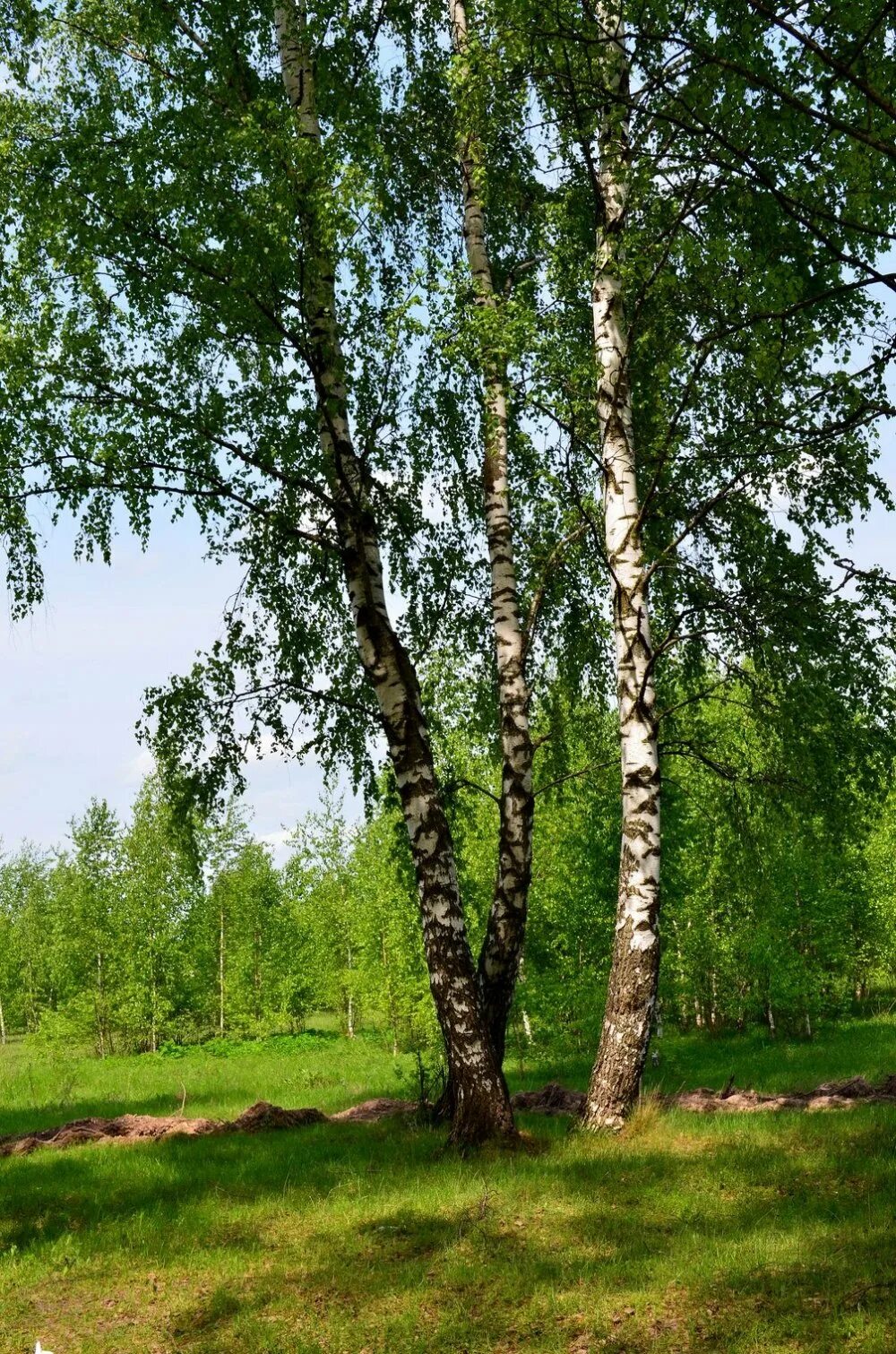 Берёза повислая. Береза обыкновенная (Betula Alba). Березовая роща береза повислая. Берёзовая роща молодые Березки. День березы картинки