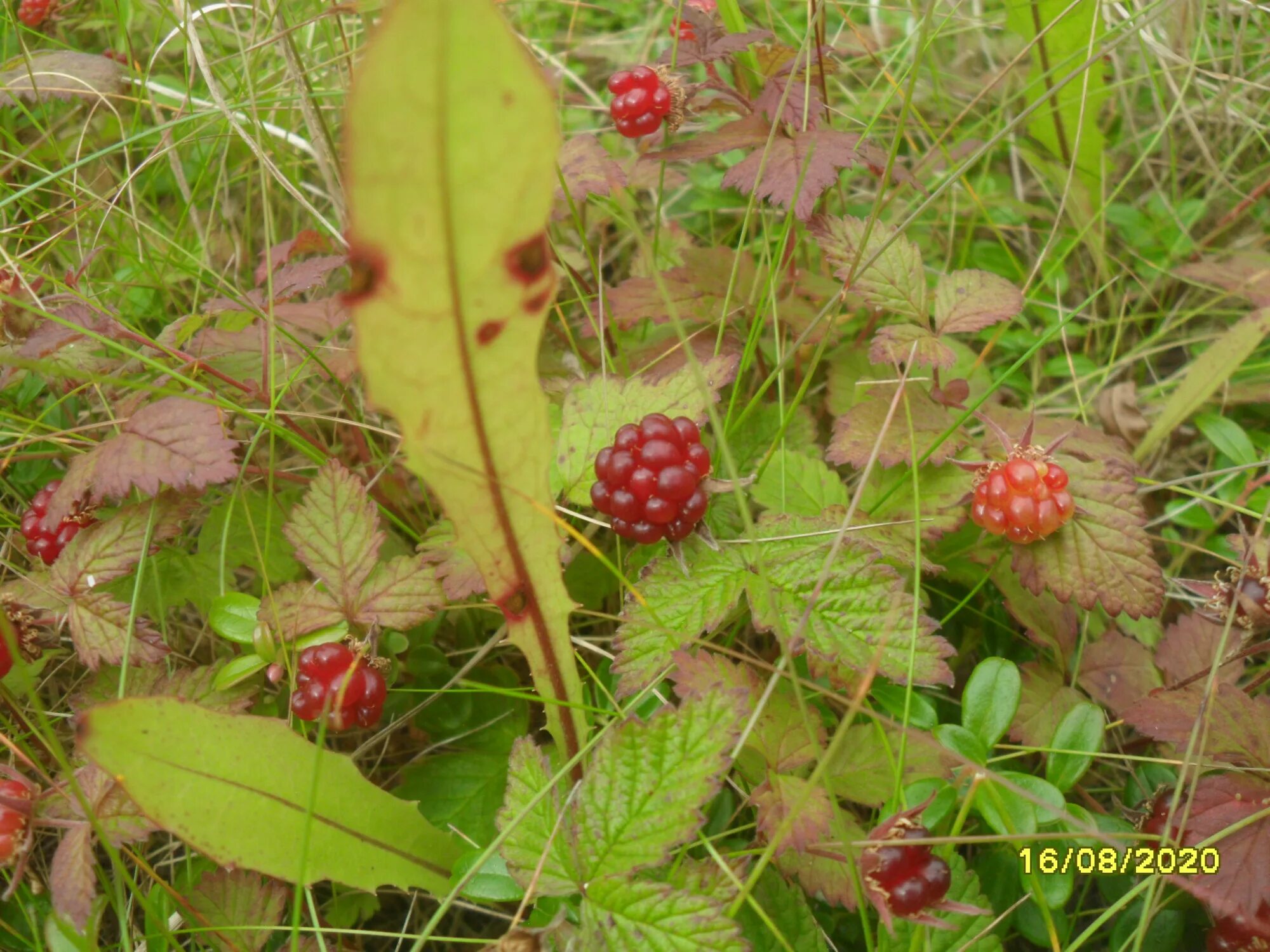 княженика ягода. поляника княженика. княженика ягода садовая. лесная ягода княженика. поляника княженика.