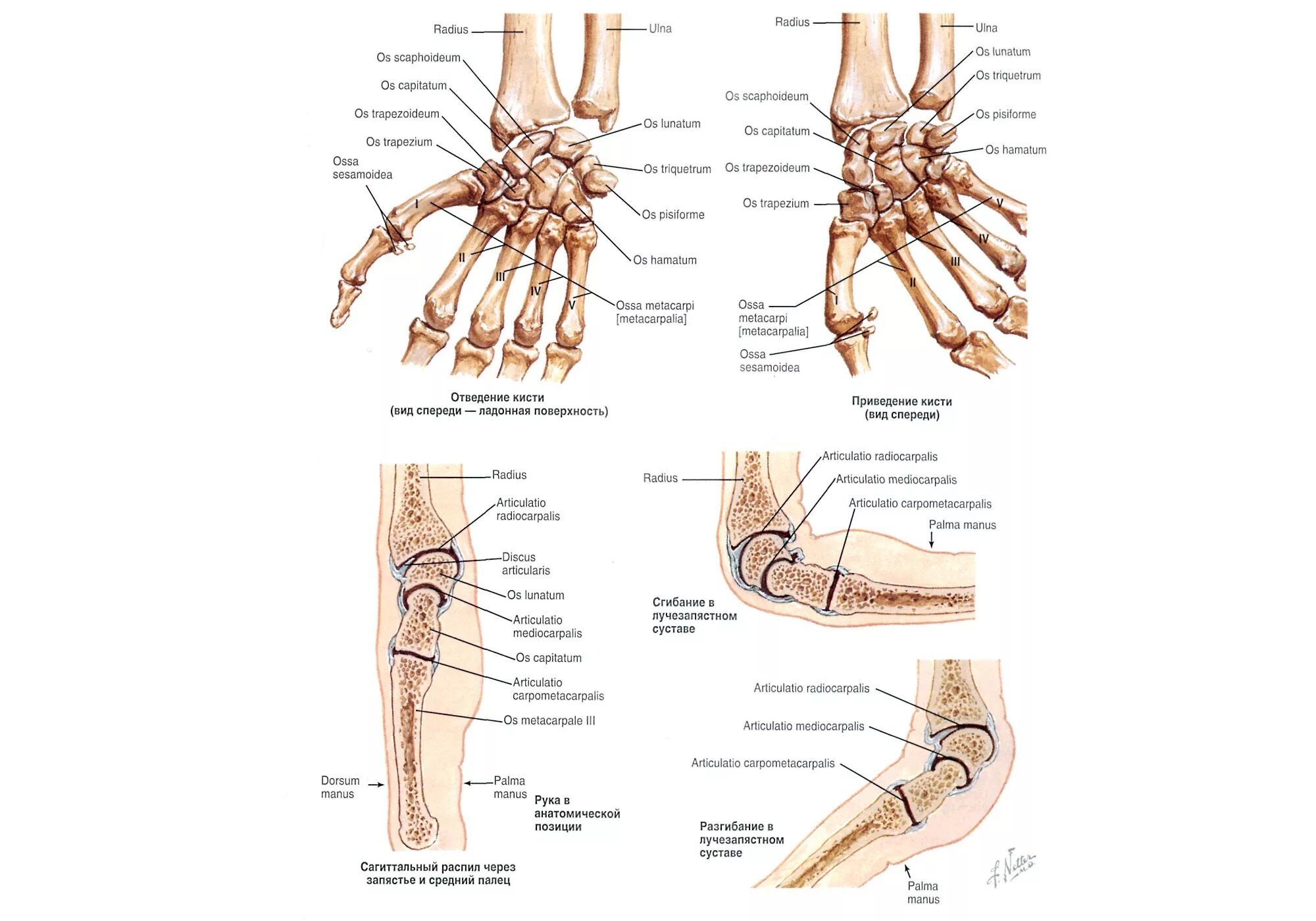 Кости кисти лучезапястный сустав анатомия. Кости лучезапястного сустава анатомия левой руки. Анатомия костей лучезапястного сустава. Связки лучезапястного сустава анатомия. Соединения костей запястья