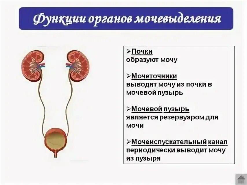 От почек отходят мочеточники. Выделительная система человека строение почки. Мочевая система почки органы мочевыделения. Мочевой пузырь строение и функции. Мочевой пузырь выделительная функция.