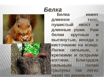 Почему белок красный