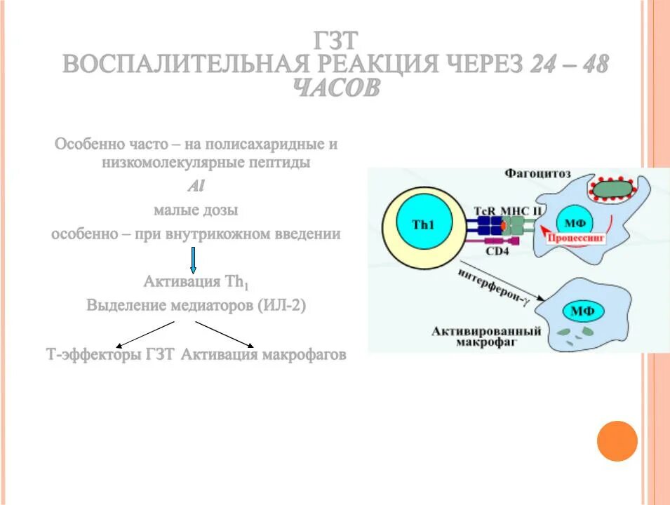 Гиперчувствительность замедленного типа схема. Гиперчувствительность замедленного типа (ГЗТ). Основные клетки-эффекторы гиперчувствительности IV типа. ГЗТ 4 типа механизм. Гзт для мужчин купить