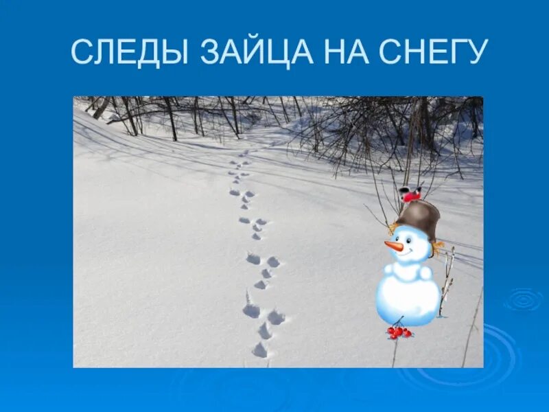 Следы зайца направление движения. Следы зайца для детей. Следы зайца. Следы зайца зимой. Следы зайца главное слово в словосочетании.