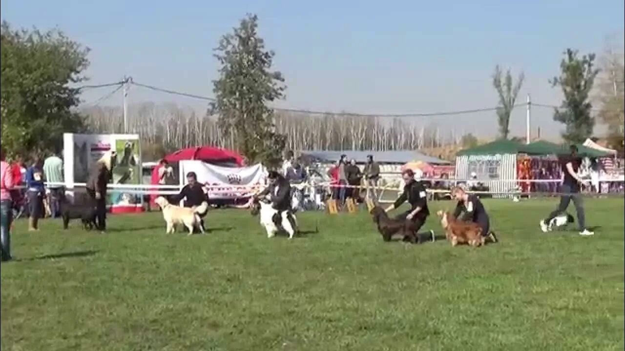 Выставка собак тверь. На выставке собак. Выставка собак Тамбов. Выставка собак в Туле 20,11. Выставка собак в Сочи.