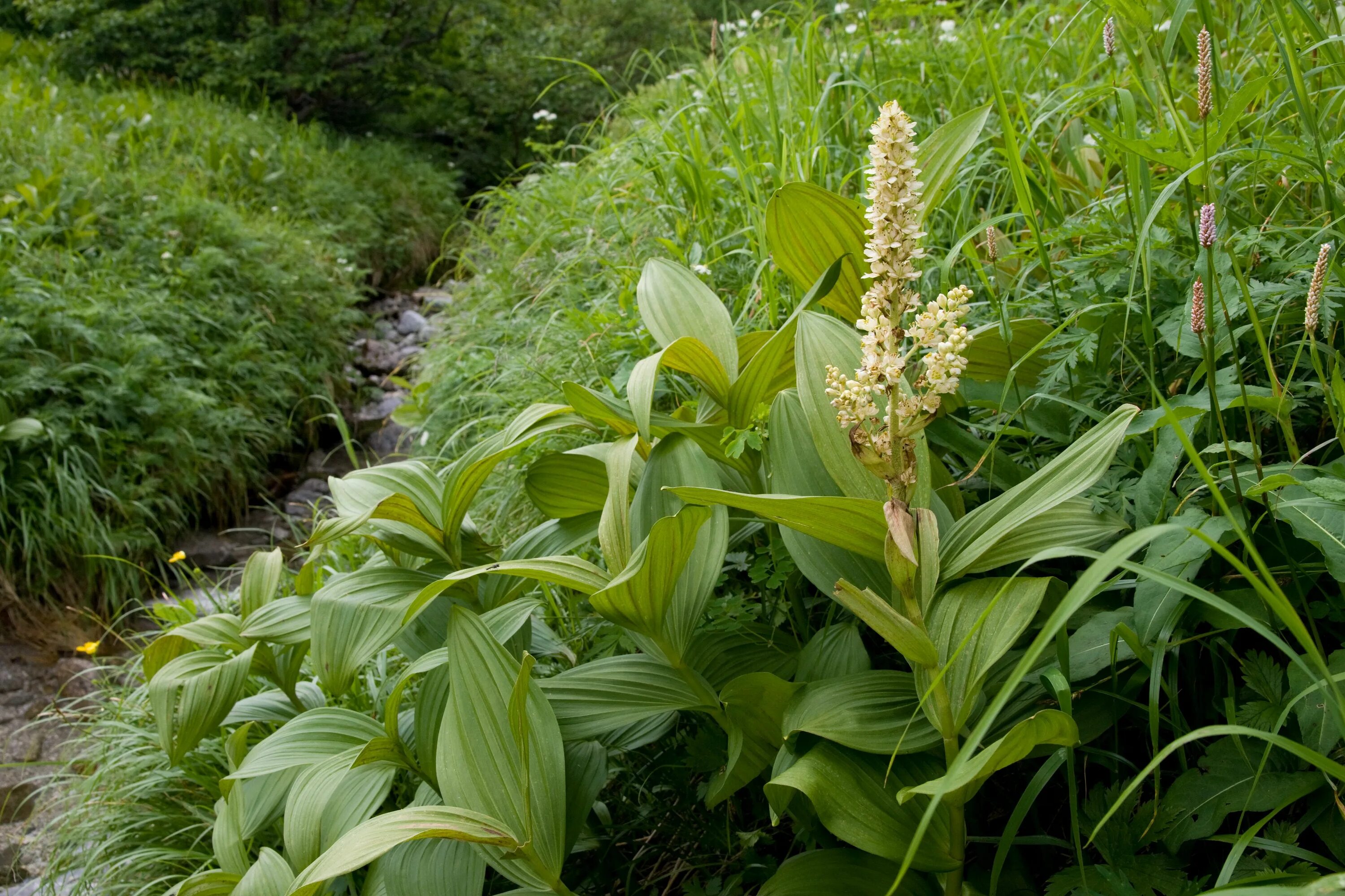 Чемерица (veratrum). Чемерица (veratrum). Чемерица лобеля veratrum lobelianum. Чемерица описание. Чемерица лобеля ядовитое растение.