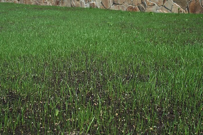 Через сколько взойдет газонная трава. Мятлик Луговой всходы. Посевной газон. Всходы газона. Сеяный газон.