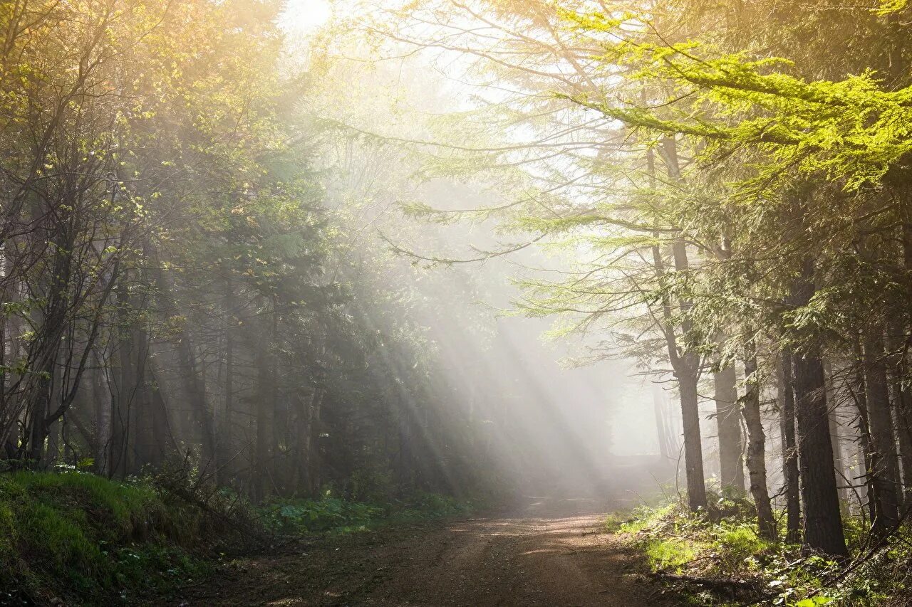 Лес туман лето. Утро в лесу. Утренний лес. "Солнце в лесу". Светлый лес.