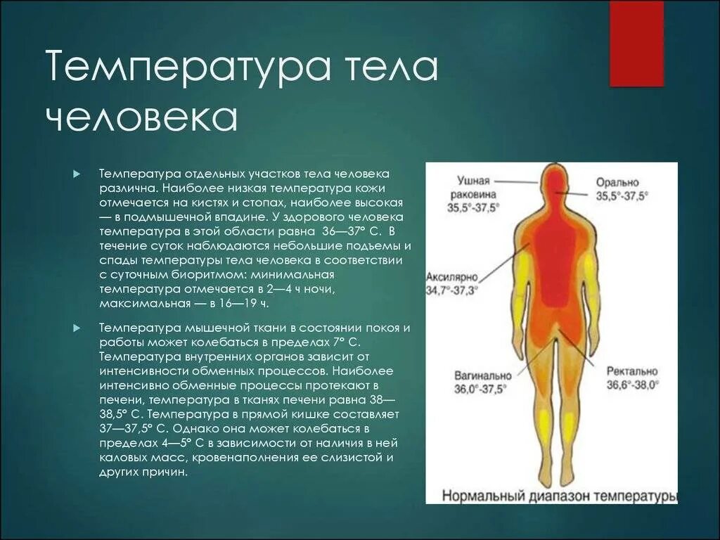 Почему тело холодное. Температура тела. Температура человека. Минимальная температура тела человека. Нормальный диапазон температуры тела.