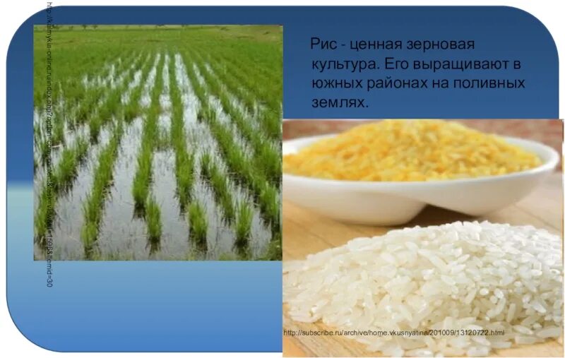 Рис злаковая культура. Зерновые культуры рис. Рис растет. Рис выращивают.