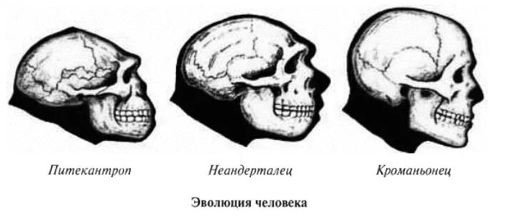 Развитый подбородочный выступ череп. Череп кроманьонца и современного человека. Неандерталец строение черепа. Кроманьонец строение черепа объем мозга. Череп неандертальца и современного человека.