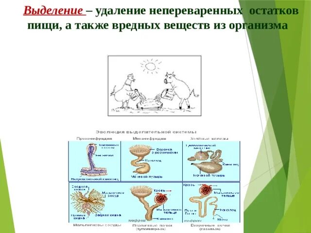 Значение процессов выделения у живых. Значение процессов выделения у живых