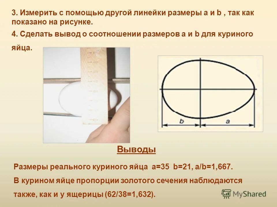 Пирамида хеопса золотое сечение. Рост и размер ноги у женщин. Пропорциональное построение пирамиды хеопса схема. Размер куриного яйца. Соотношение сторон пирамиды хеопса.