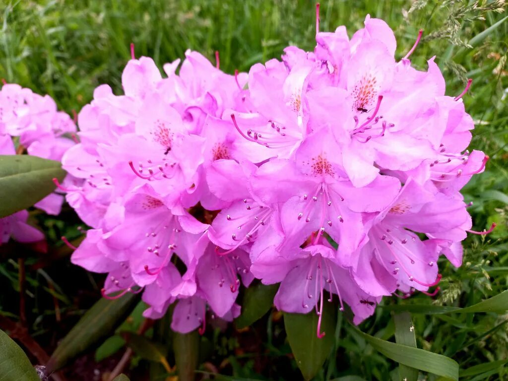 Рододендрон сканворд 6. Рододендрон сканворд 6. Рододендрон сканворд 6. Рододендрон в крыму. Рододендрон сканворд 6.