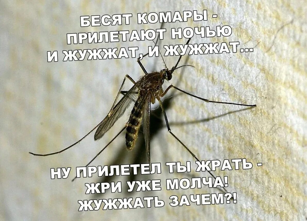 Почему мухи жужжат. Комар прикол. Приколы про комаров. Шутки про комара. Юмор про комаров и мошек.