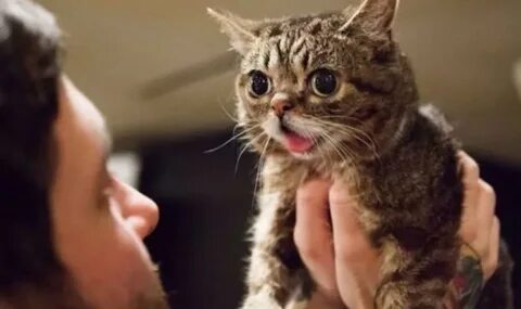 Down cat