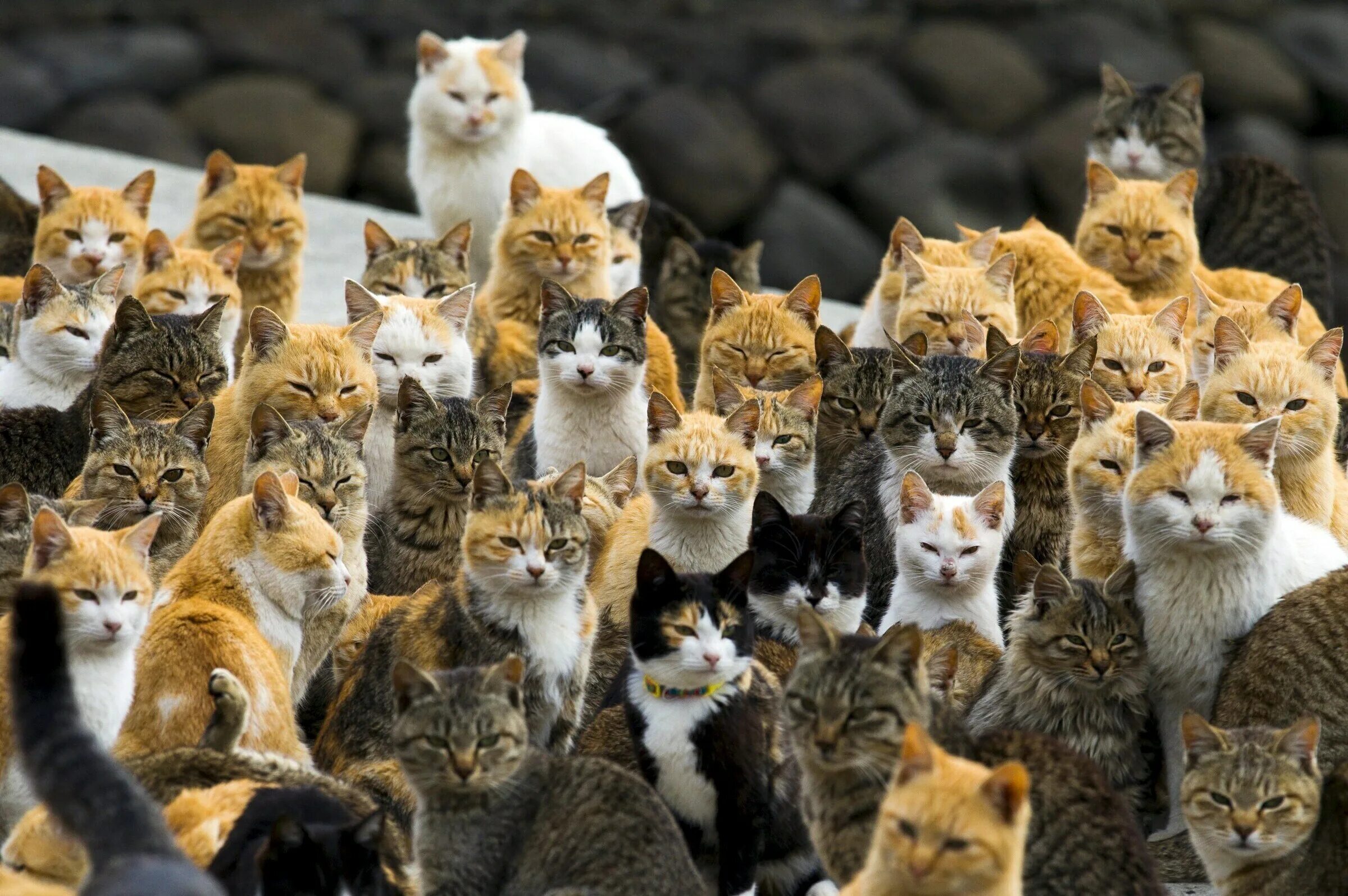 Остров Аосима. Япония остров кошек Аосима. Остров Фраджост. Остров Тасиро остров кошек.