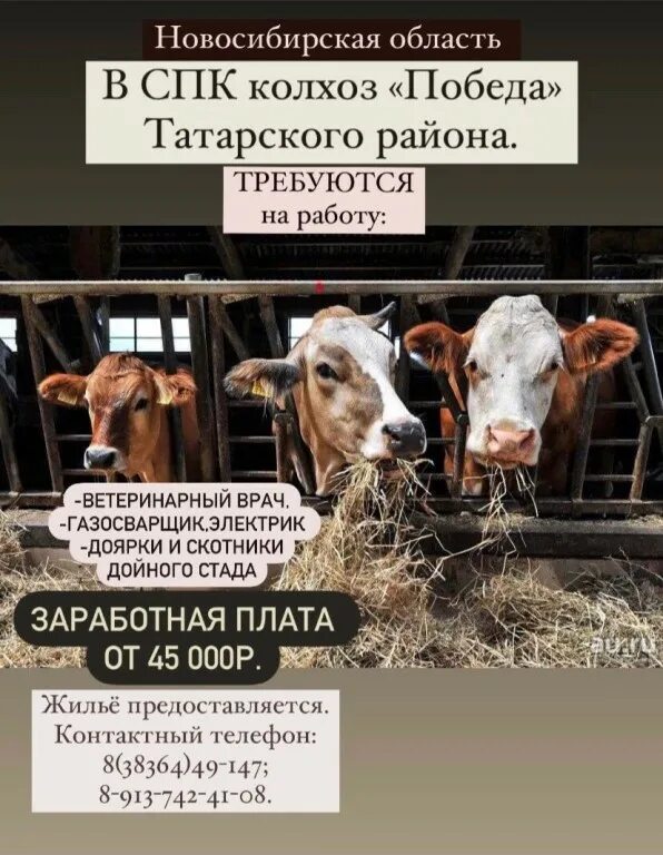 Спк победа. Спк колхоз победа татарский район новосибирская область. колхоз победа татарского района новосибирской. сайт спк колхоз розентальский. спк колхоз победа татарский район новосибирская область козловка.