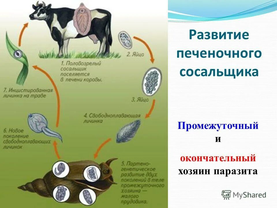 Промежуточная по биологии 11 класс