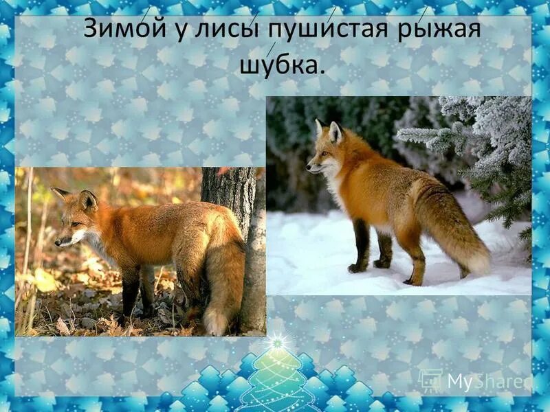 Лиса меняет цвет. Лиса готовится к зиме. как лисы готовятся к зиме для детей.