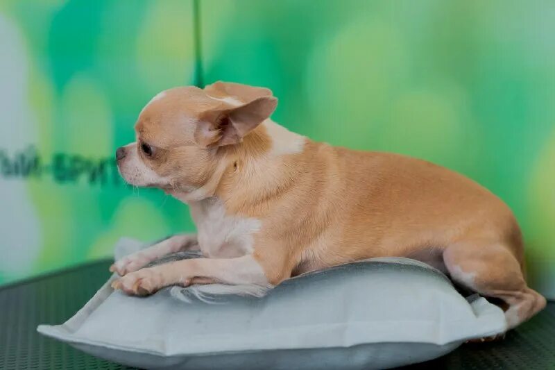 маленькие собаки для дома недорогие. терьер йоркширский малошерстный. мид собаки маленькие. порода собак чихуахуа. йоркширский терьер породы собак.