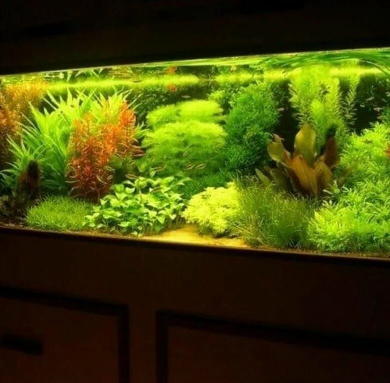 Wabi Kusa , Paludarıum , Aquascaping ,Terrarium Aquarıum Setup - Timeline Аквади