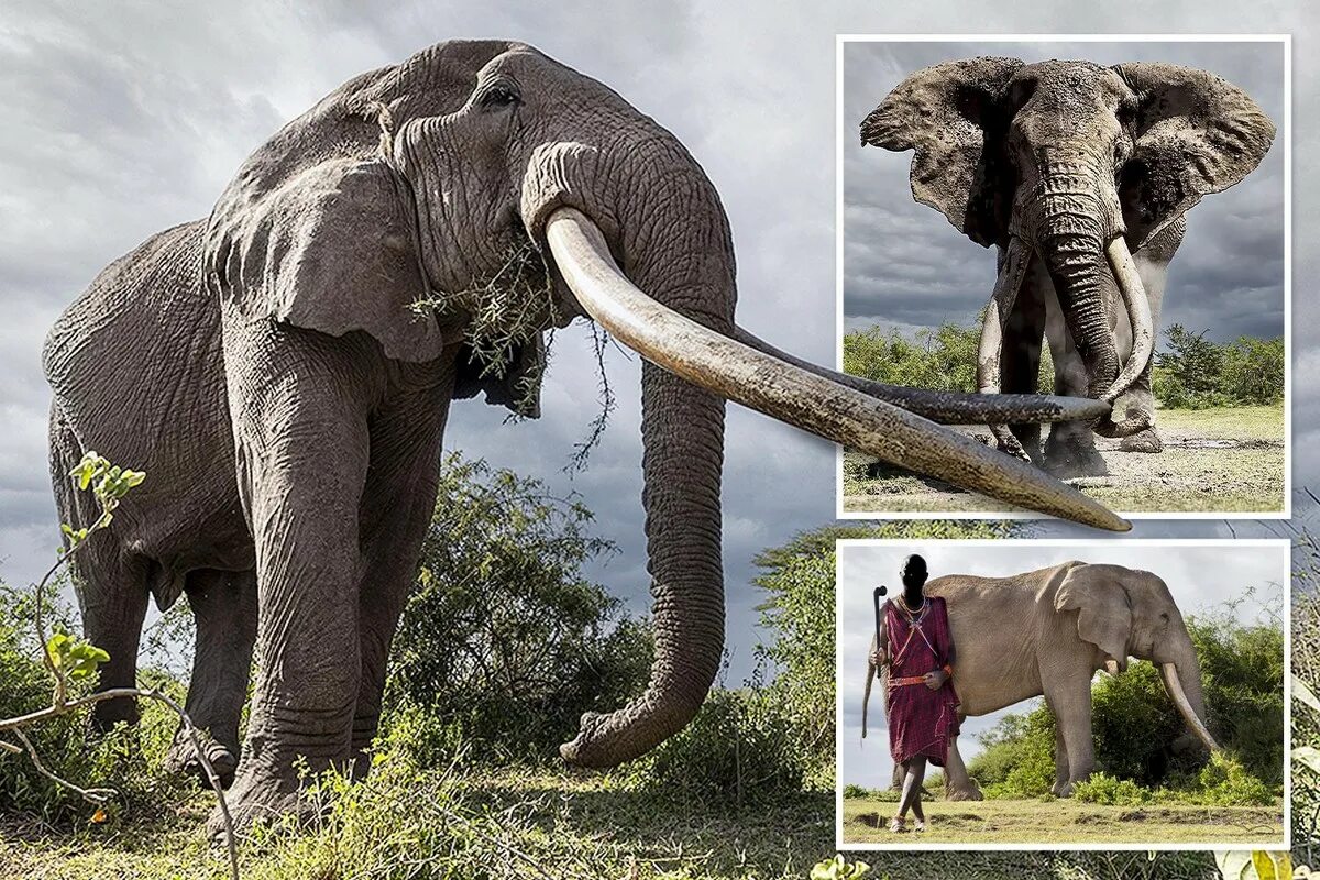 Бивни африканского слона. Слон с самыми большими бивнями. Гигантский Африканский слон. Слон с бивнями фото. Почему слона назвали слоном