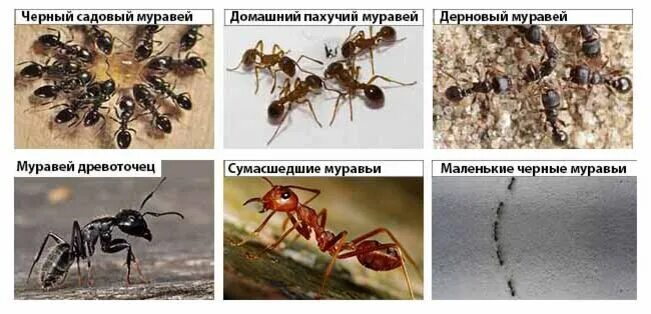 Муравьи какой тип. Название муравьев. муравей виды и названия. муравьи виды.