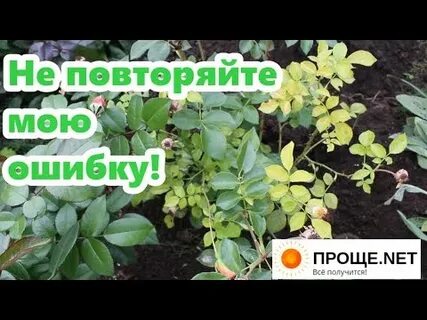 У розы пожелтели листья что делать