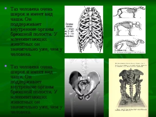 Отличия скелета человека от млекопитающего. Тазовые кости человека и обезьяны. Таз человека и человекообразных обезьян. Таз шимпанзе и человека. Таз млекопитающих и человека.
