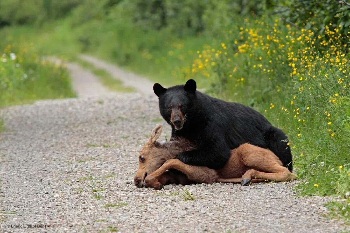 Опасны ли медведи. Барибал Медвежьи. Барибал медведь. Барибал и бурый медведь. Медведь в дикой природе.
