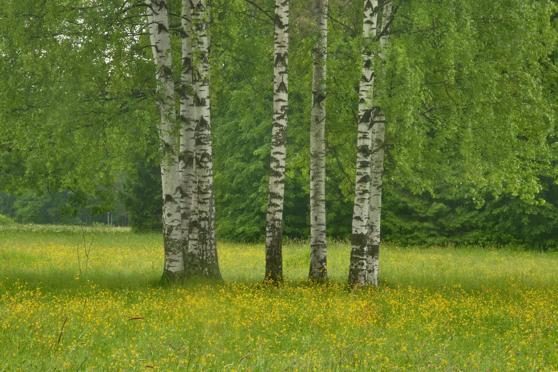 Красивые березовый лес