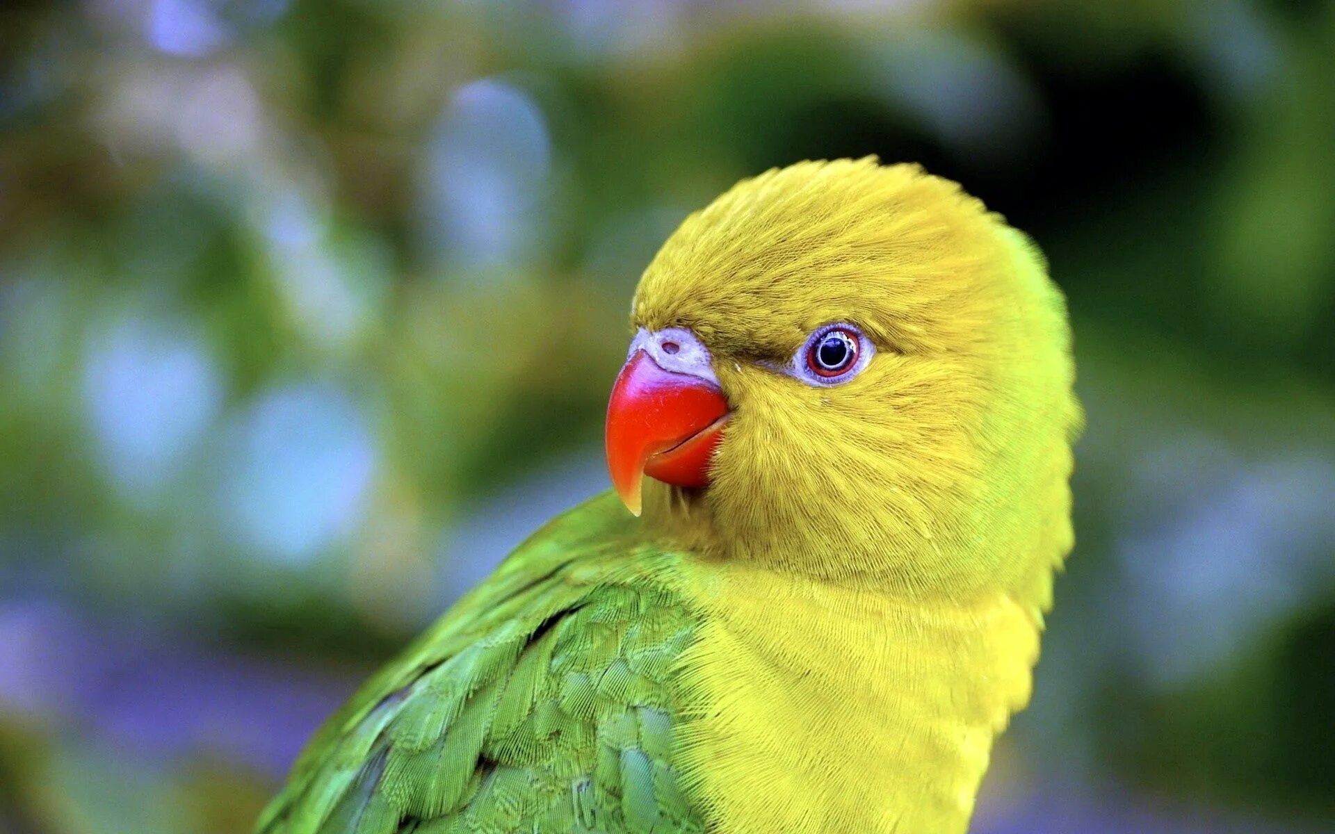 Кто такой попугай. Попугаи неразлучники Какаду. Желтоголовый Амазон. Жёлто-зелёный лорикет. Попугай Паррот.