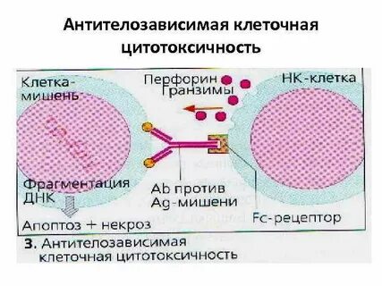 Специфическая цитотоксичность