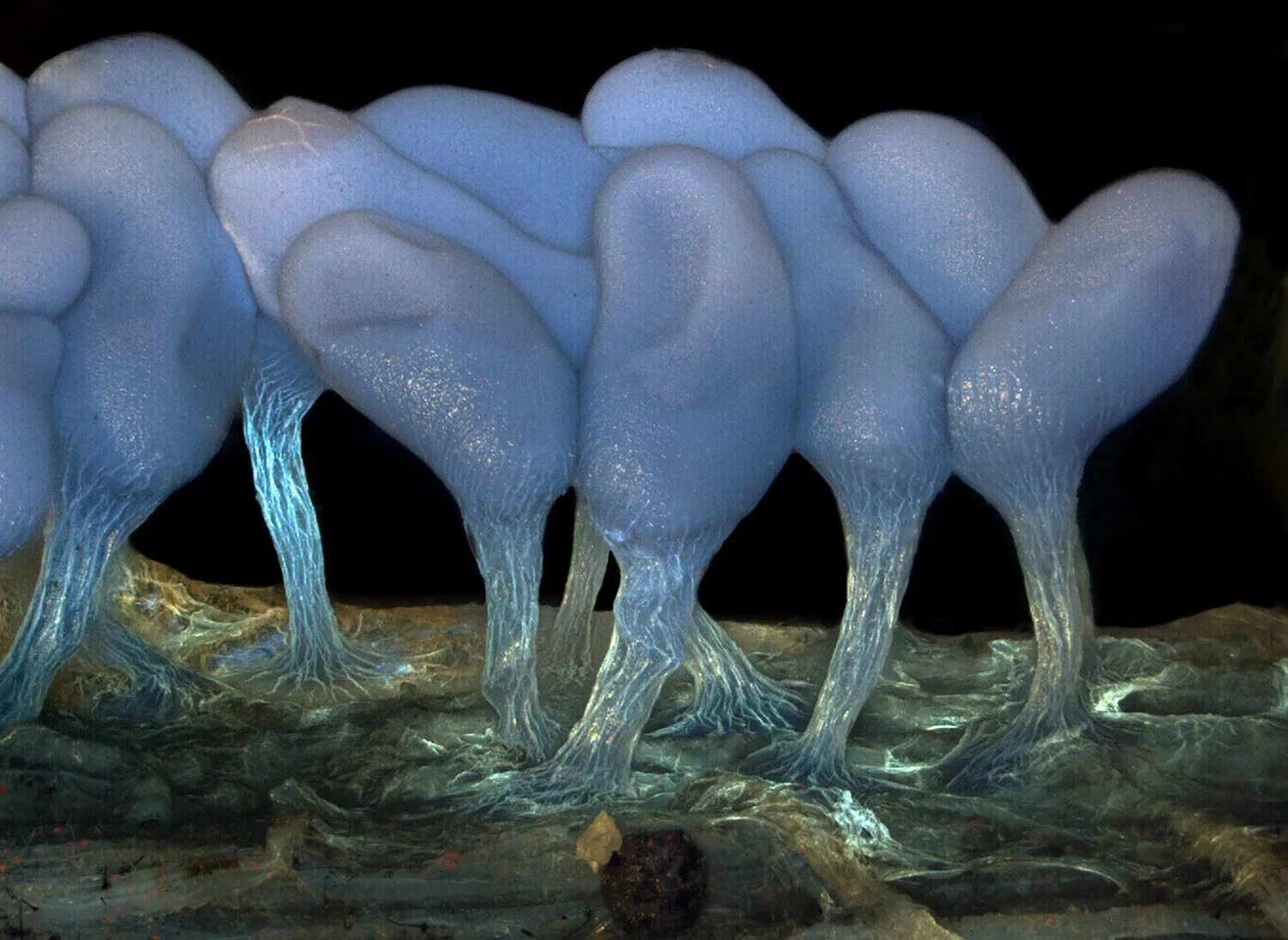 Arcyria stipata. Под микроскопом. Удивительные животные под микроскопом. Слизь под микроскопом.