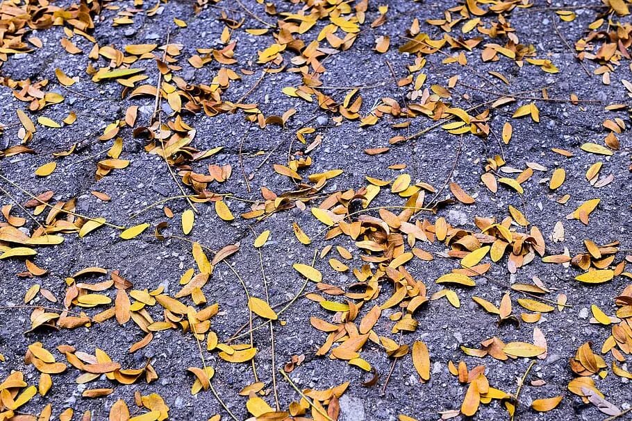 Листья на асфальте. Осенние листья на асфальте. Желтые листья на асфальте. Листва осенью на асфальте. Падают листья и устилают землю