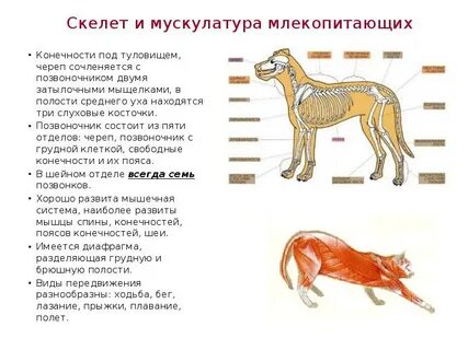 Вопросы по внешнему строению млекопитающих