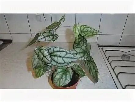 Венежник шафранный фото и описание. Piper crocatum. перец шафранный крокатум. перец шафранный piper. перец декоративный крокатум piper crocatum.