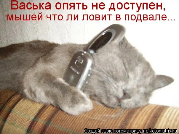 кот ученый. приколы с котами. хозяин васьки злится что мышь. котик с мышкой комп. хозяин васьки злится что мышь.