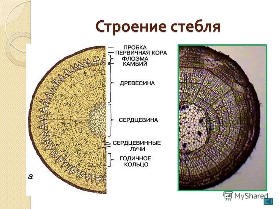 Поперечного среза стебля растения. Функции и строение стебля травянистых и древесных растений.. Внутреннее строение стебля растения биология 6 класс. Поперечный срез стебля функции. Поперечный срез древесины покрытосеменного растения.