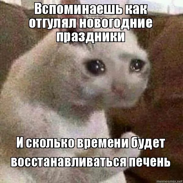 Вспоминаю как работать. Отгуляли новый год. вспоминаю как работать после нового года мем. мем кот после новогодних праздников. отгуляли праздники.