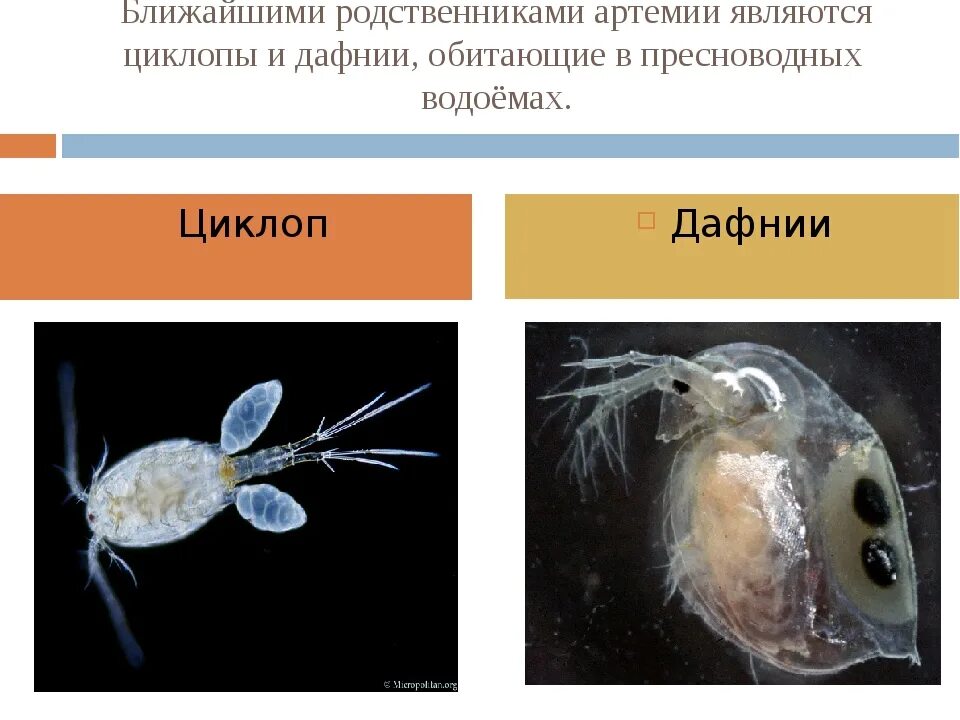 Листоногие ракообразные представители. Представители ракообразных дафния. Дафния относится к ракообразным. Дафния среда обитания. Дафния отряд.