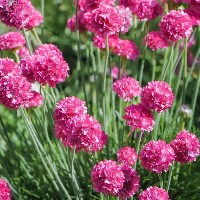 Армерия Приморская. Армерия Приморская Спленденс. Армерия Приморская (Armeria maritima). Армерия Приморская Спленденс Перфекта. Купить армерия приморская