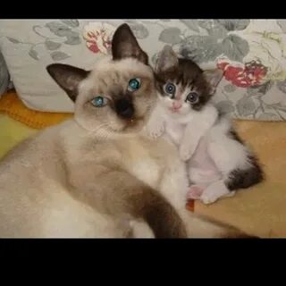 Когда у кошки будут котята